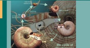 Download Cephalopods Present and Past: New Insights and Fresh Perspectives 2007th Edition PDF Free
