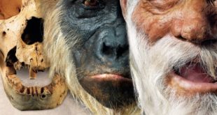 Download Evolution: The Human Story PDF Free