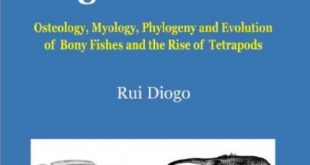 Download The Origin of Higher Clades: Osteology, Myology, Phylogeny and Evolution of Bony Fishes and the Rise of Tetrapods 1st Edition PDF Free